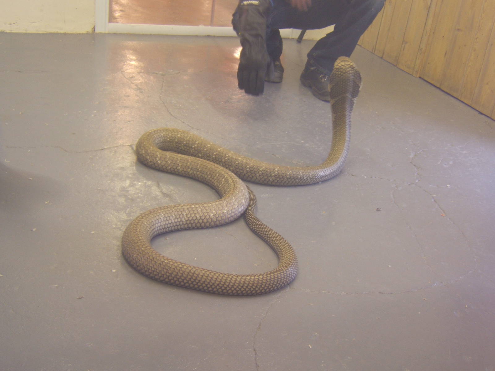 The King Cobra Sanctuary