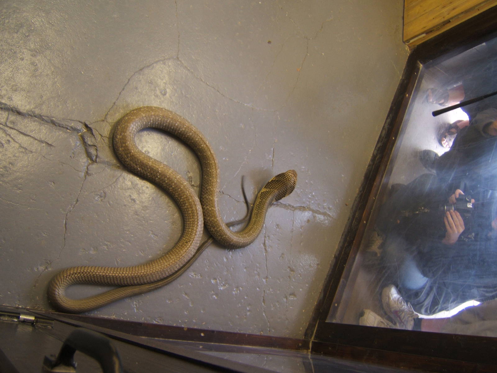 The King Cobra Sanctuary