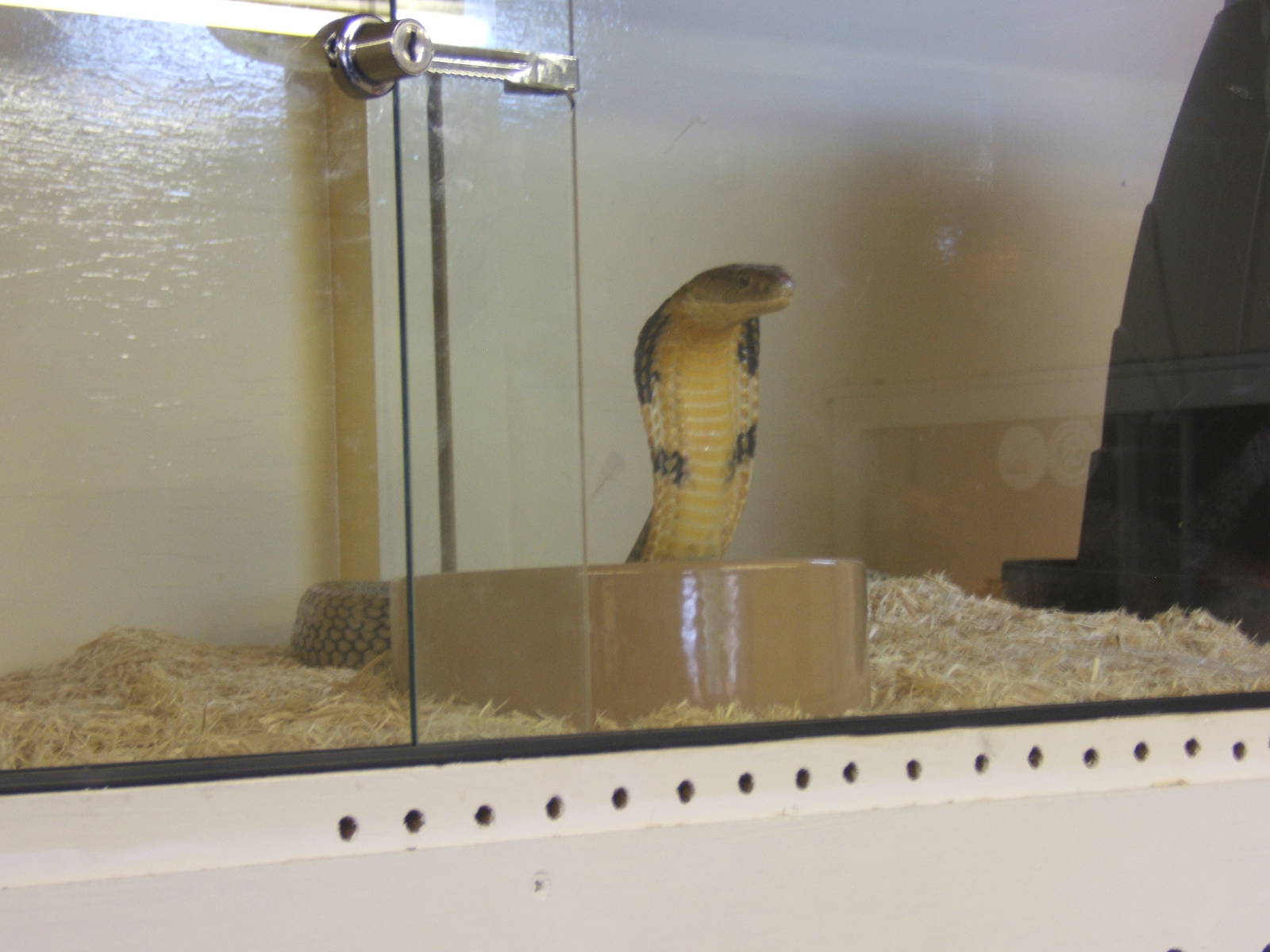 The King Cobra Sanctuary