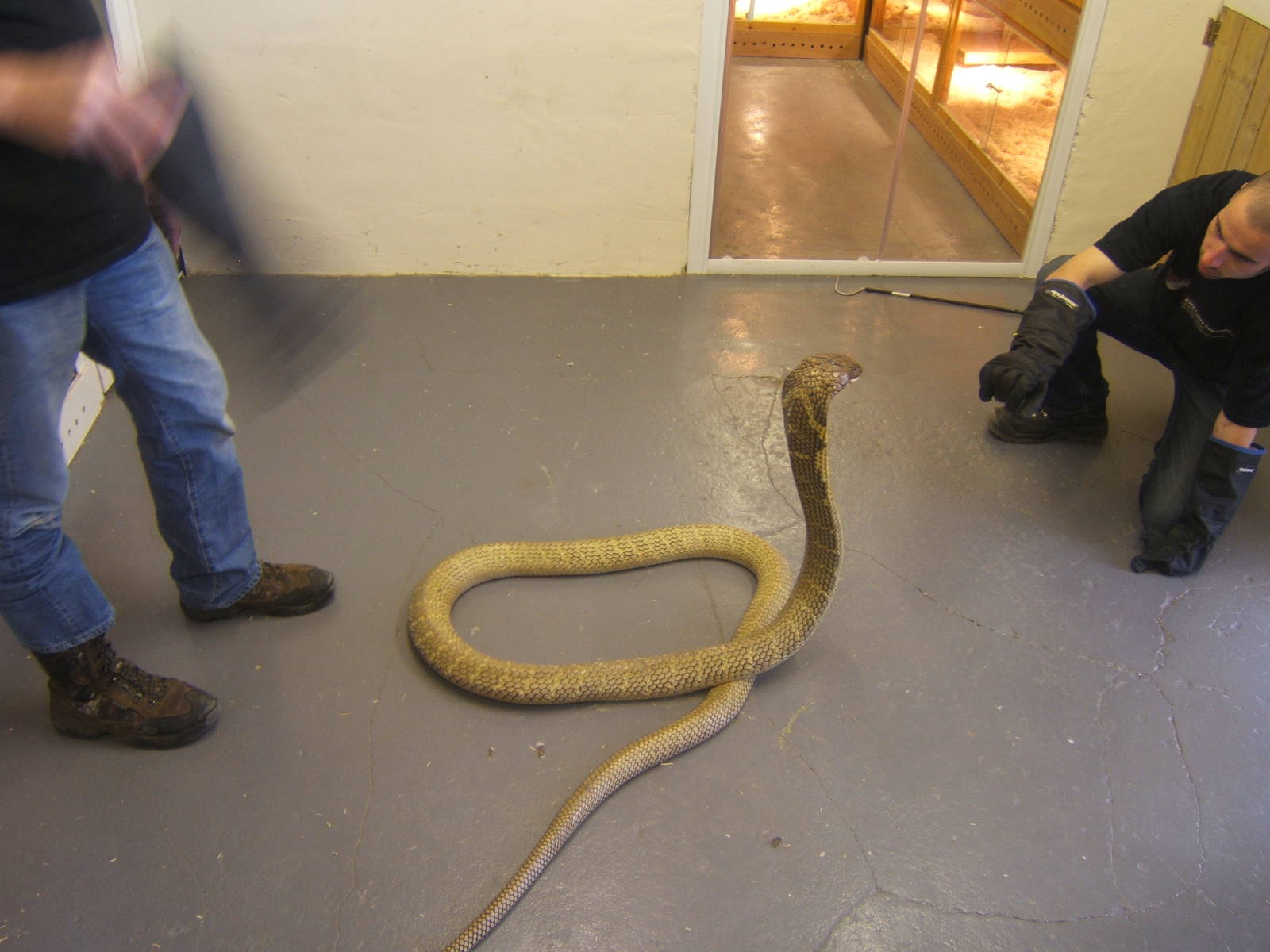 The King Cobra Sanctuary
