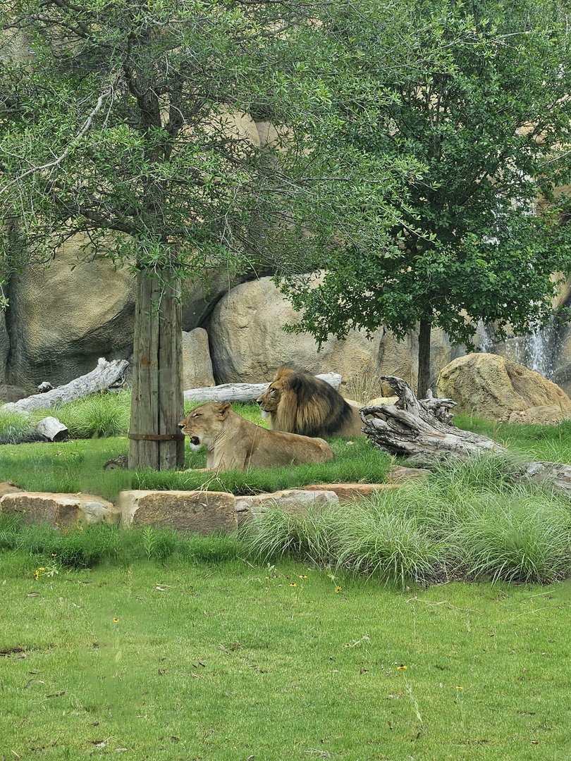 The king has returned