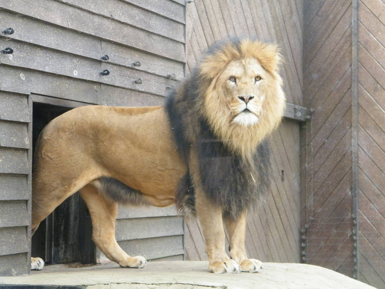 The king of colchester