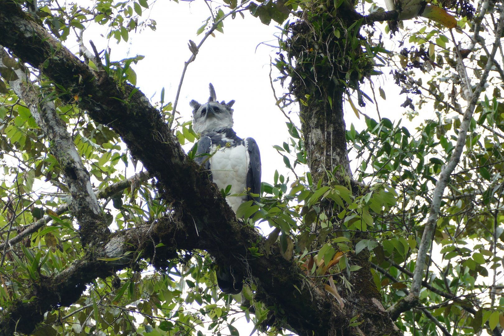 The king of the rainforest sky