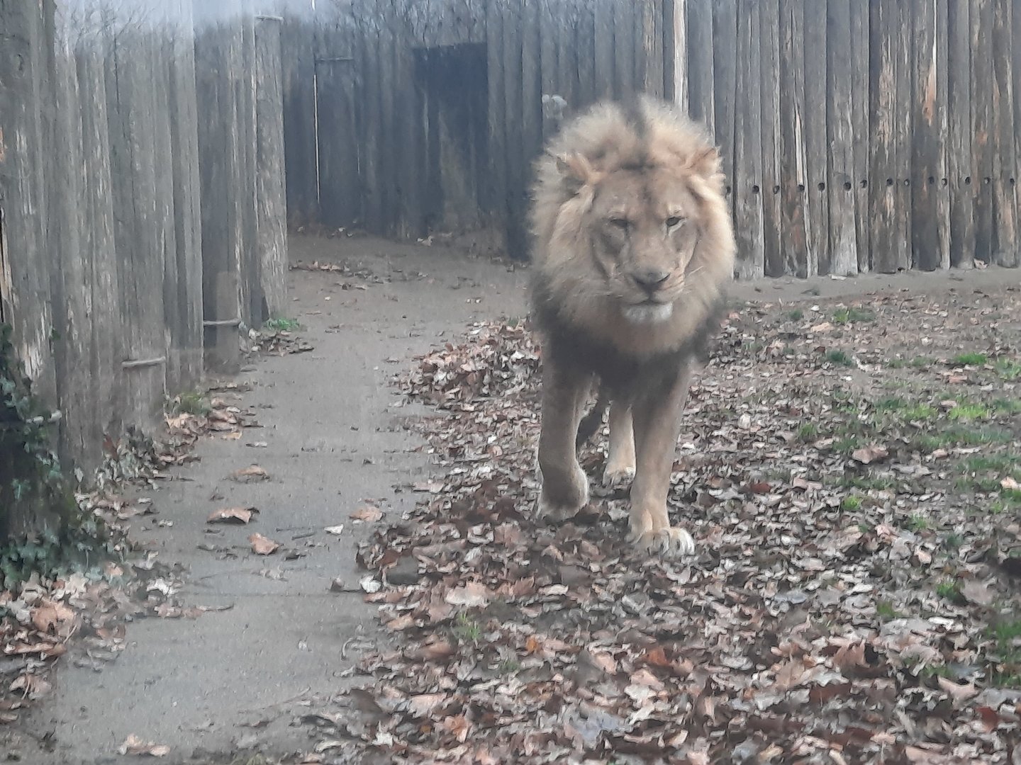 The King Takes a Stroll
