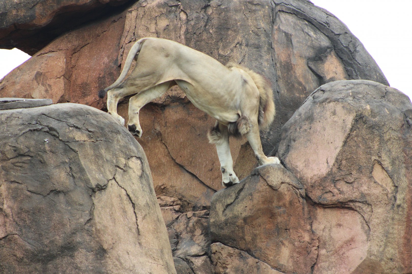 “The King’s Descent” (Panthera leo ssp).