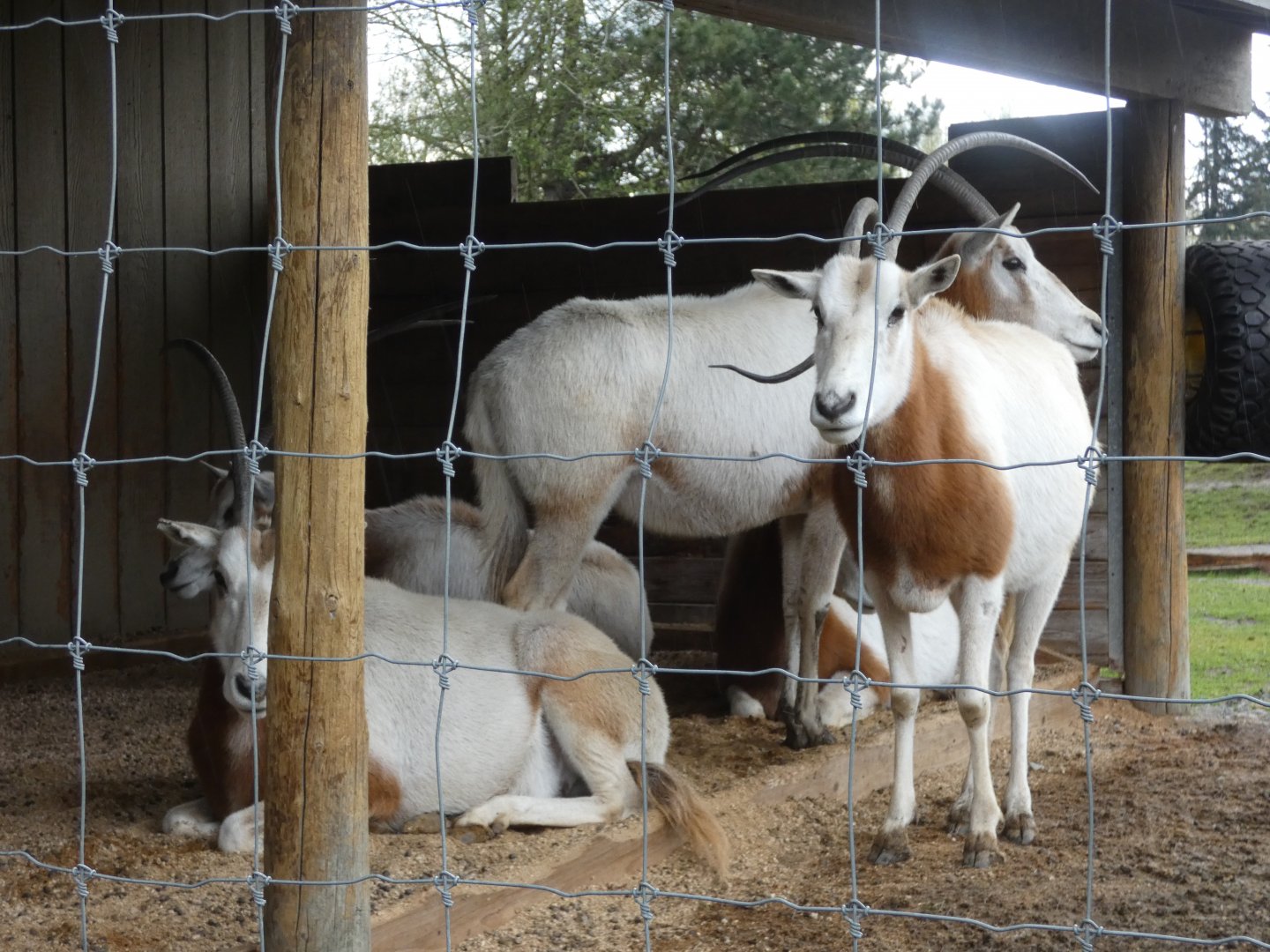The Ladies (Scimitar-horned oryx)