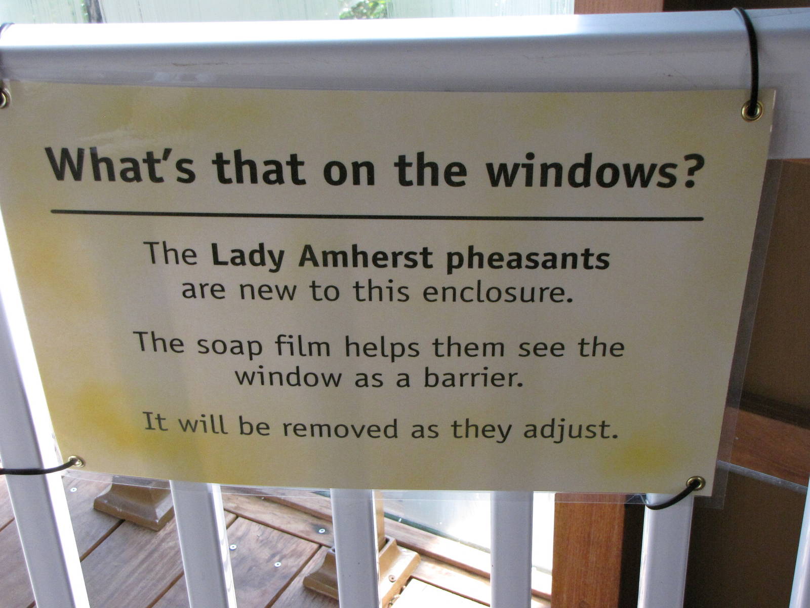 The Lady Amherst Pheasants Are Out!