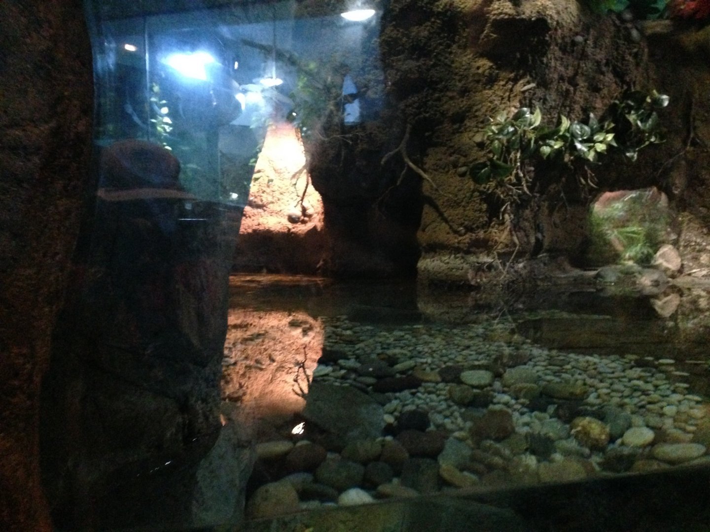 The Lair - Chinese Giant Salamander Exhibit