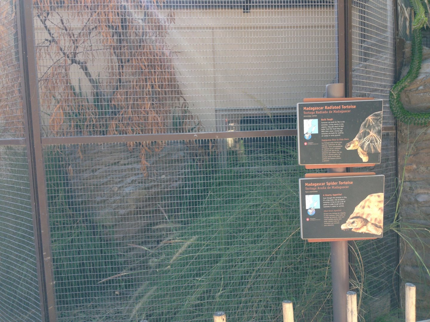 The Lair - Madagascar Spider Tortoise / Madagascar Radiated Tortoise Exhibit