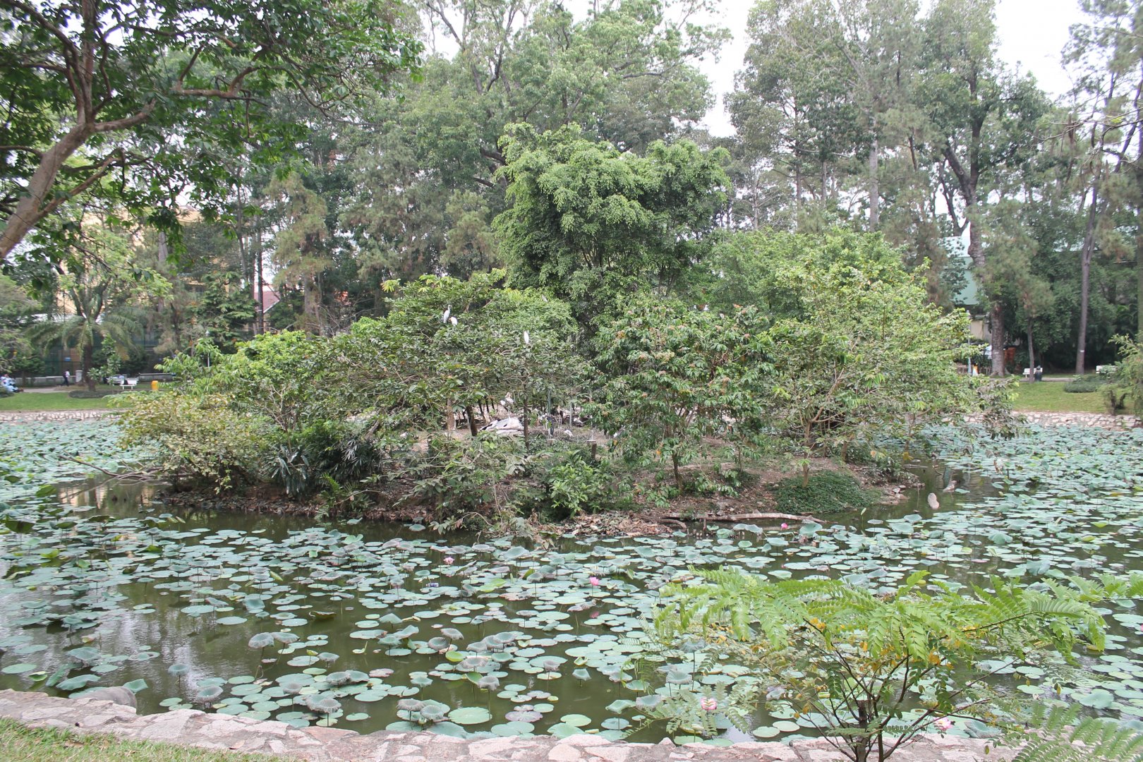 the lake in the zoo, home to free-flying birds