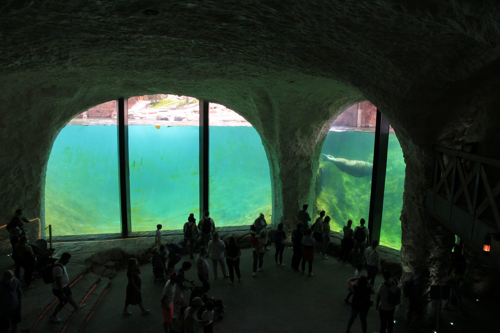 The Land of Cold - Walrus and polar bear under water viewing