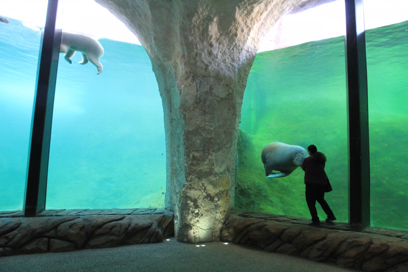 The Land of Cold - Walrus and polar bear under water viewing