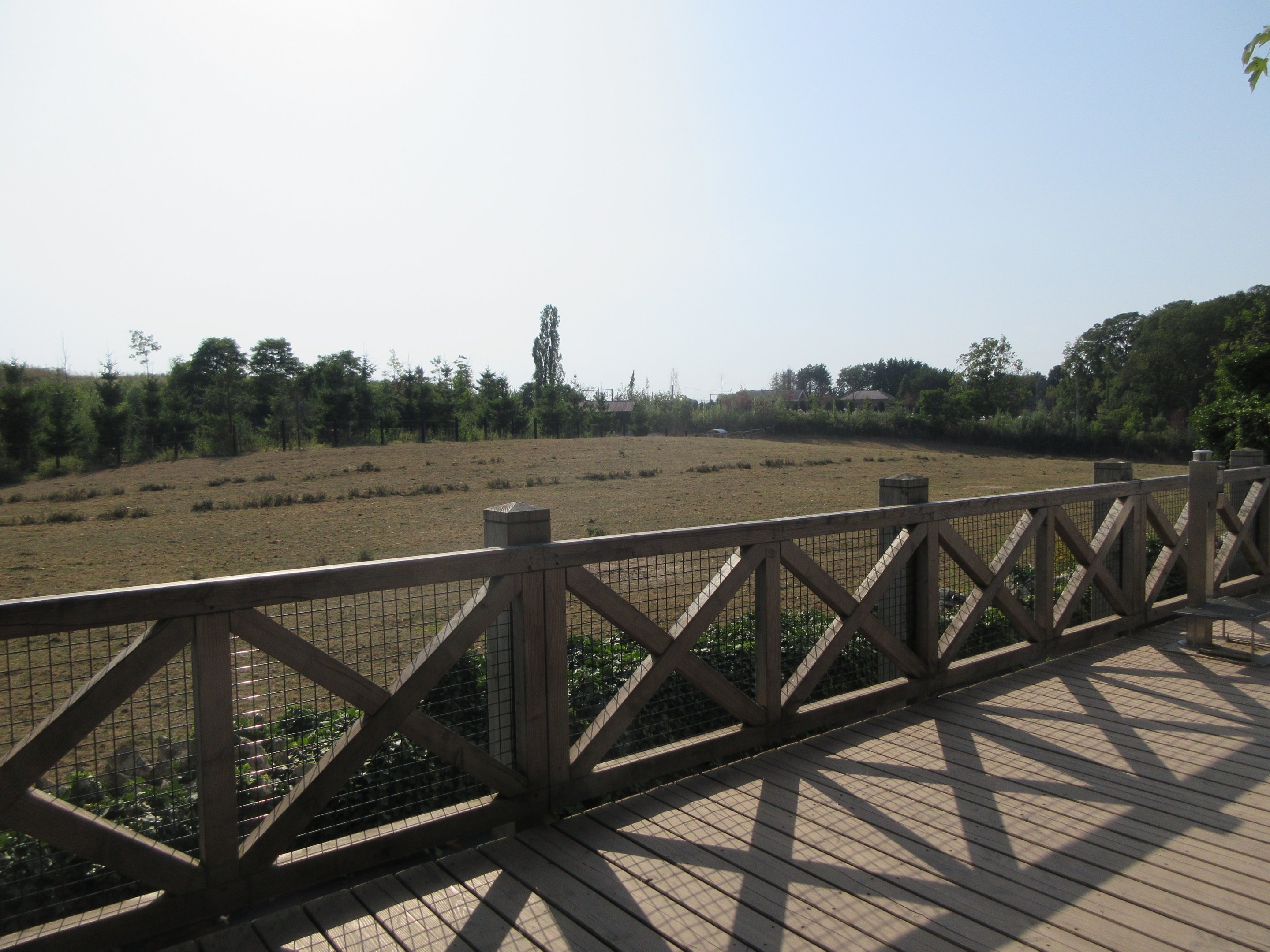 The Land of the Cold - American Bison Exhibit