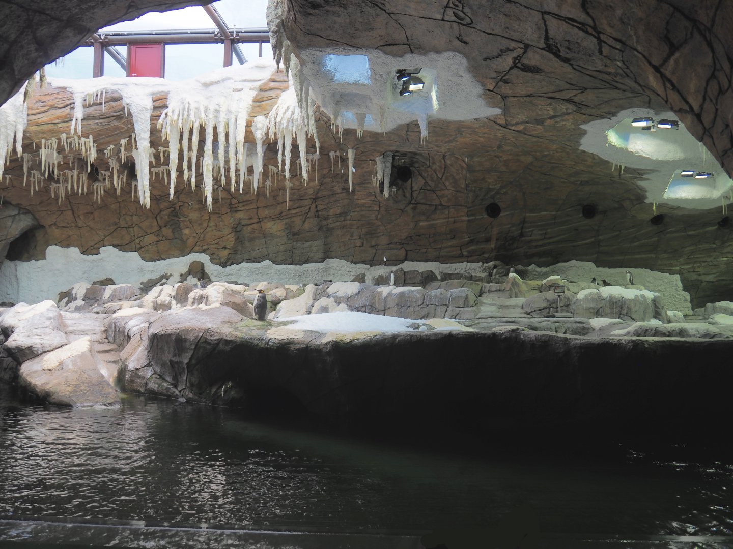 The Land of the Cold penguin cave - Now with three penguin species, 2022-06-28