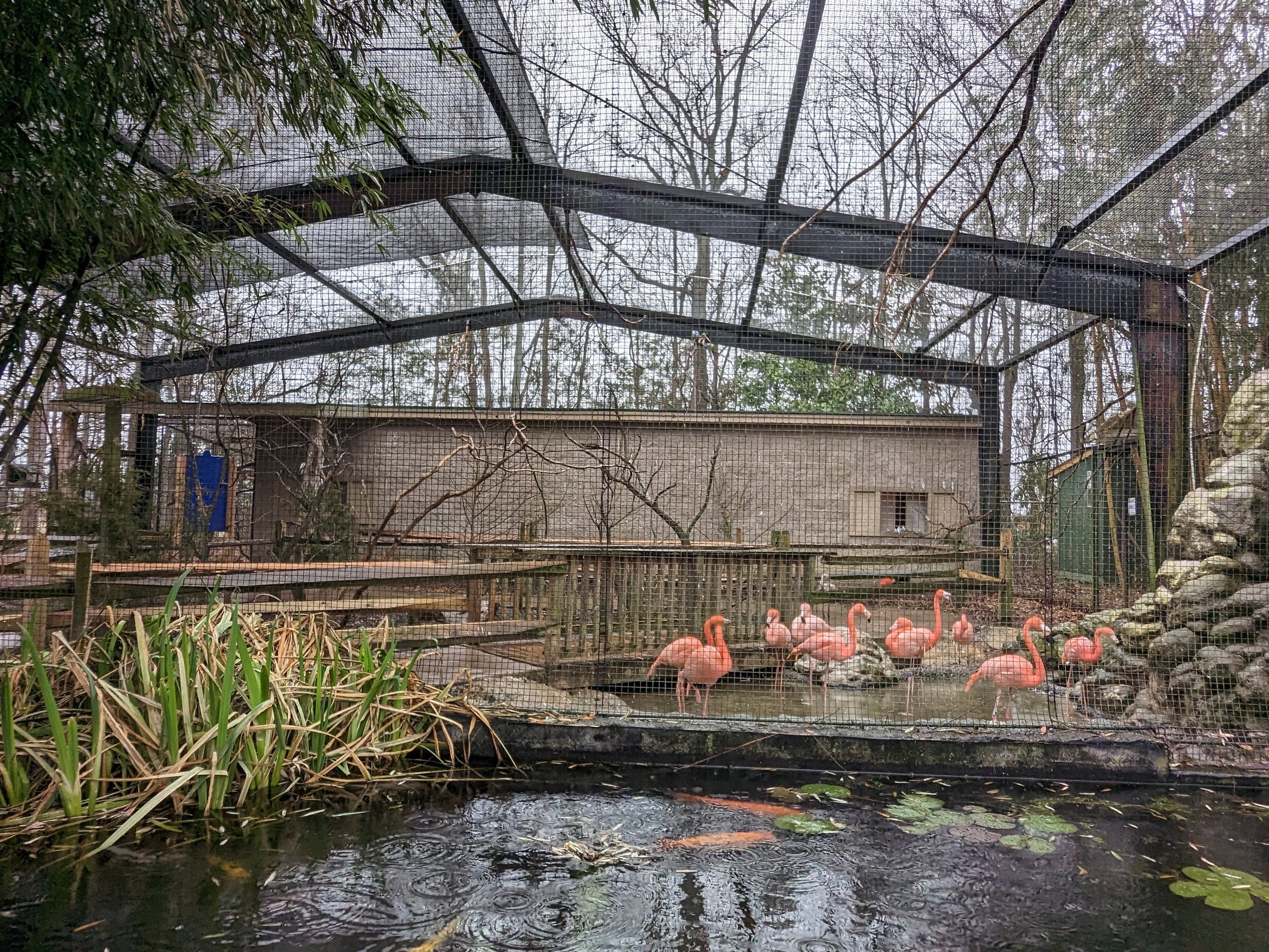 The Landing Zone-  American flamingo