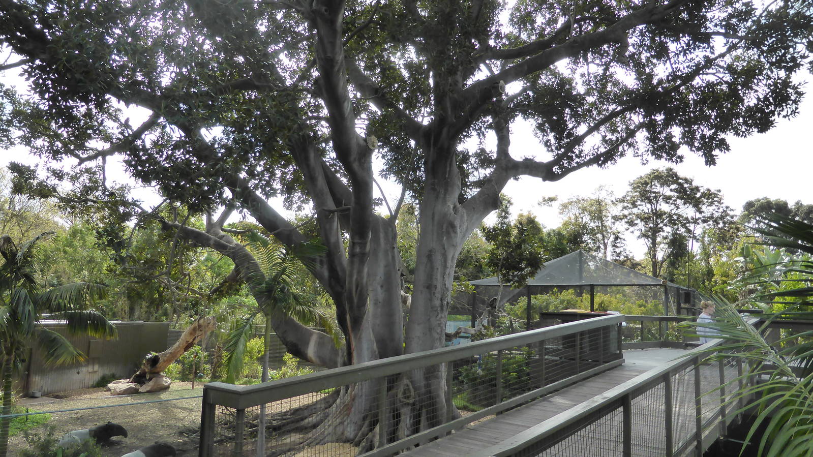 The langurs' gigantic fig