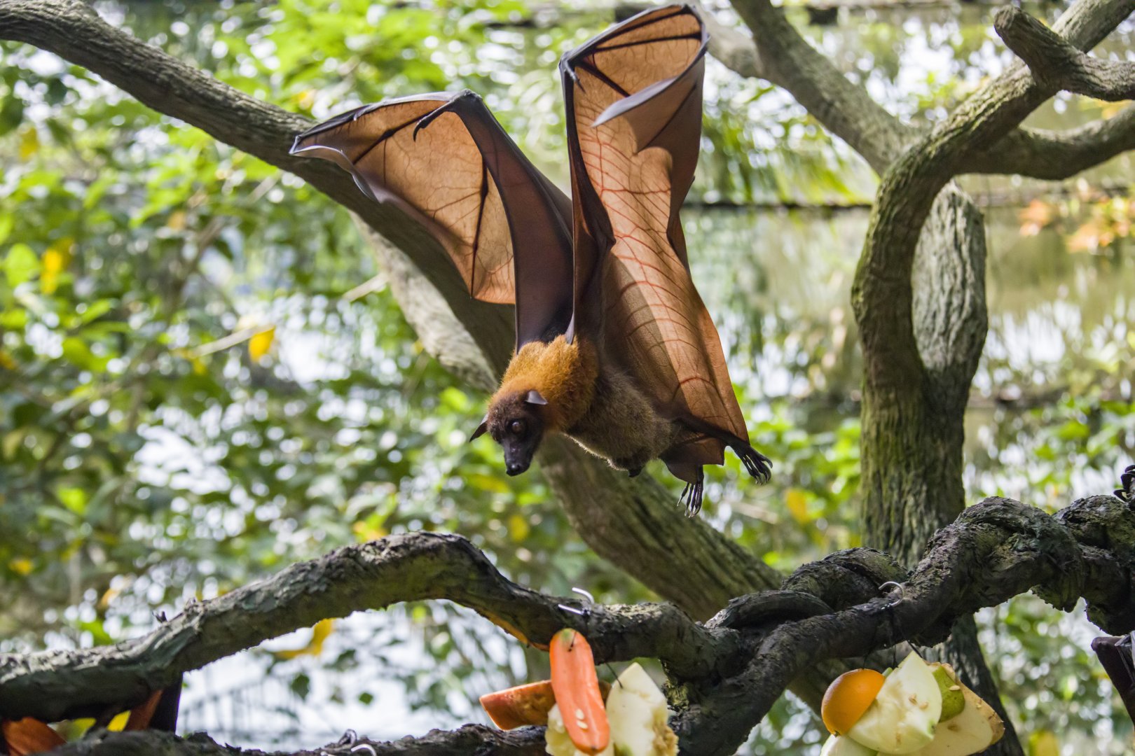 The large flying fox (Pteropus vampyrus)