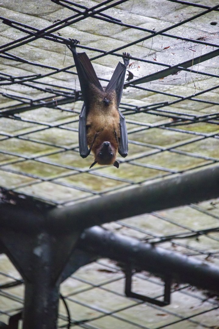 The large flying fox