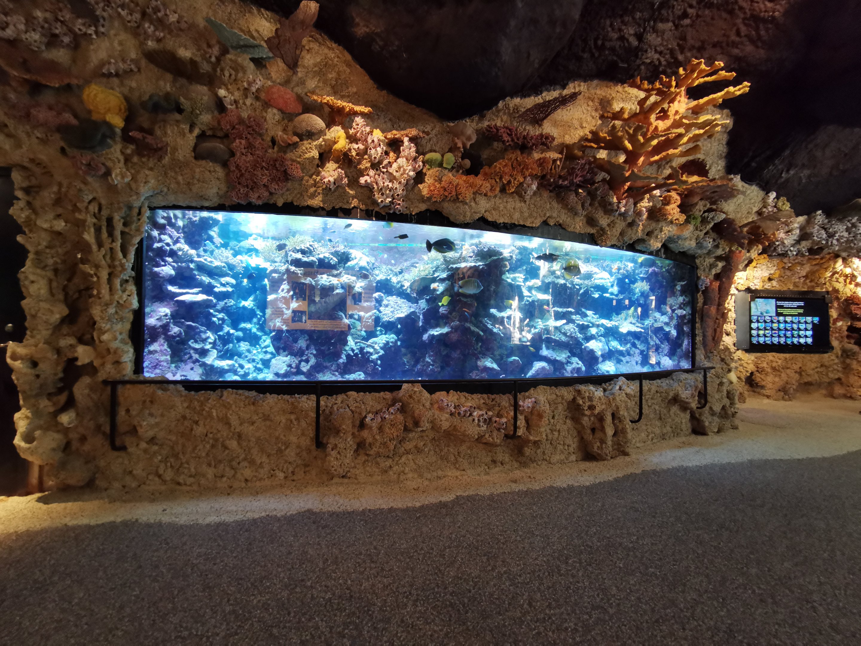 The larger coral reef tank