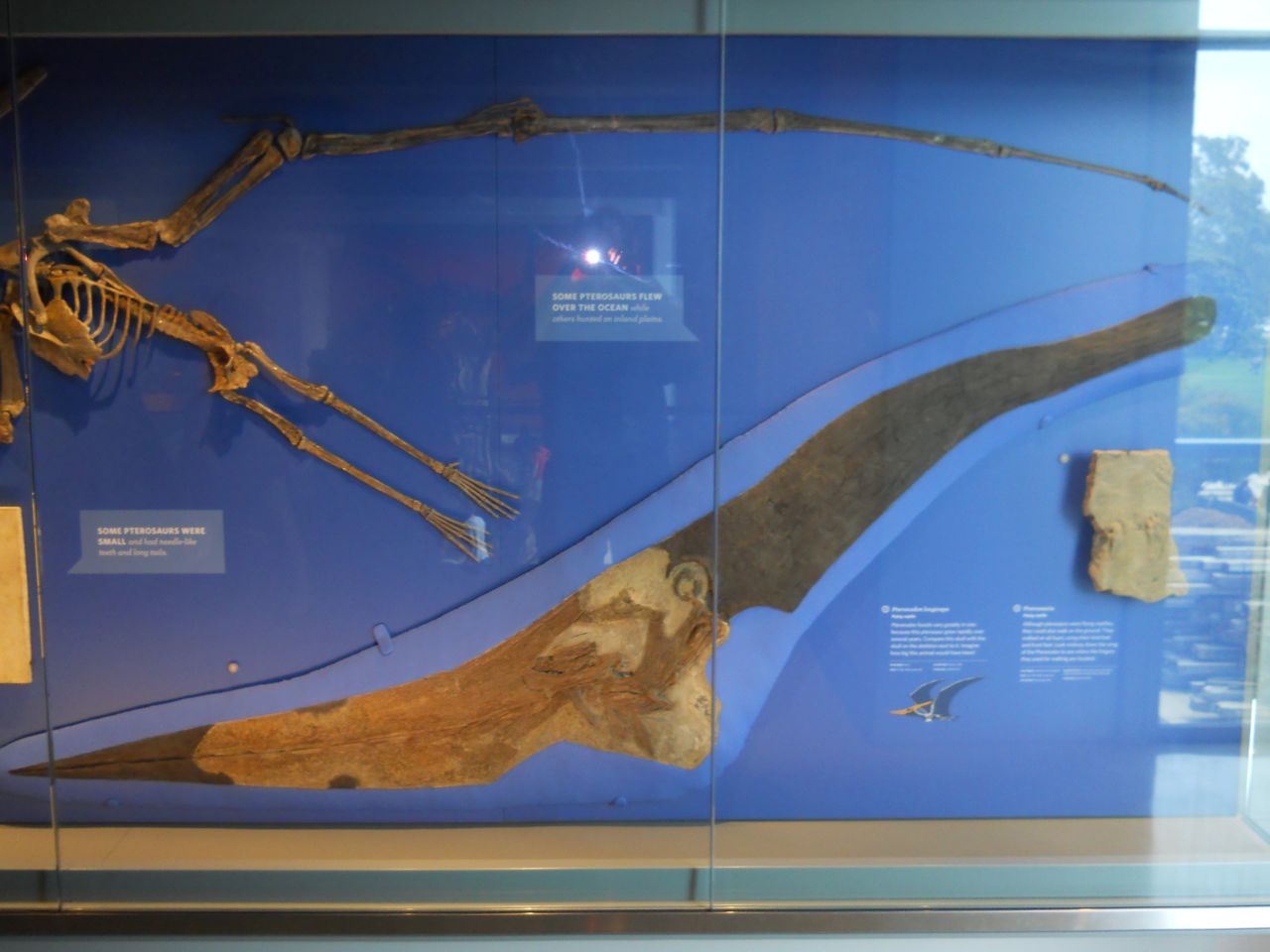 The largest flying animal that ever lived