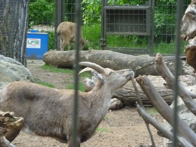 The Last Alpine Ibex at the Zoo