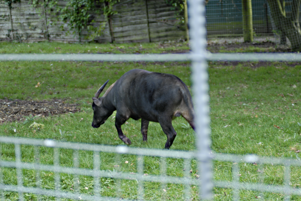 The last Anoa - Marwell 2021