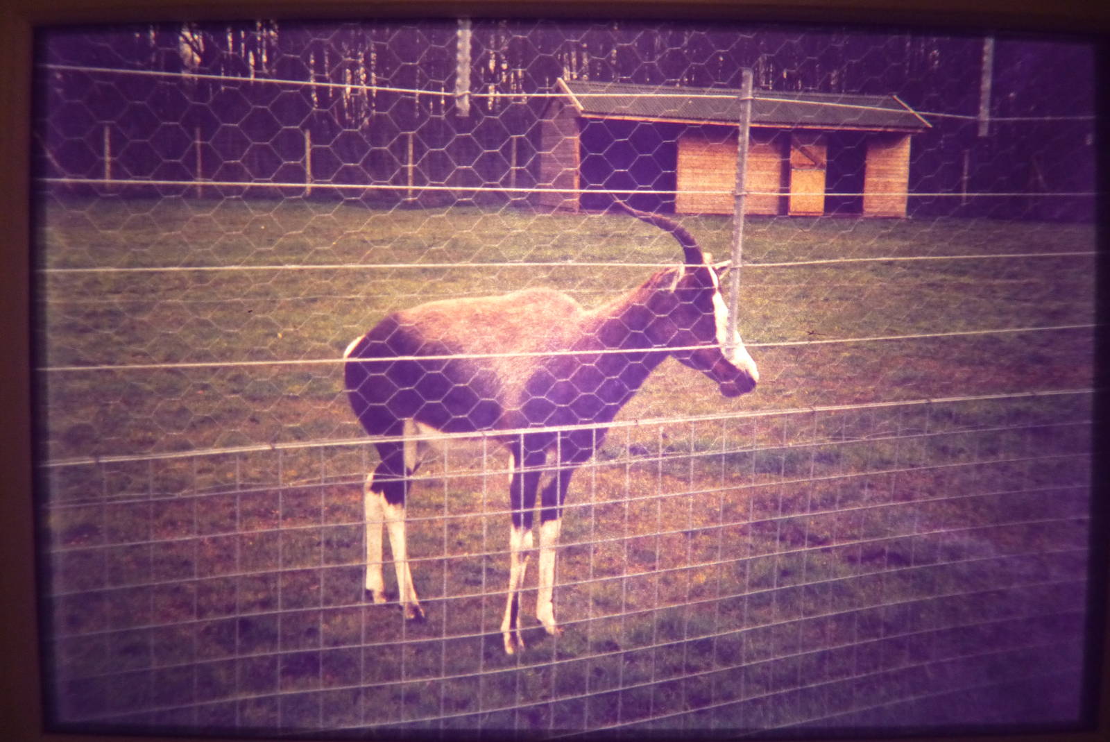 The last Bontebok, c.1993 (taken from a slide).