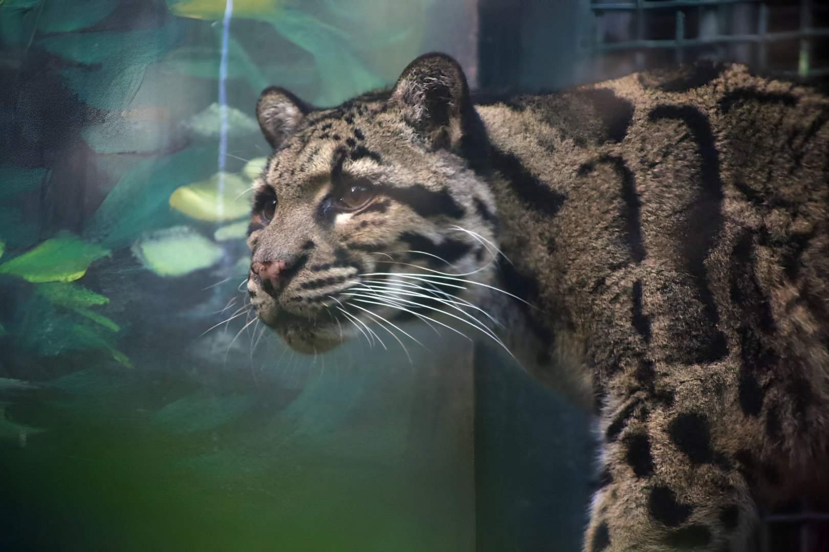 The Last Clouded Leopard