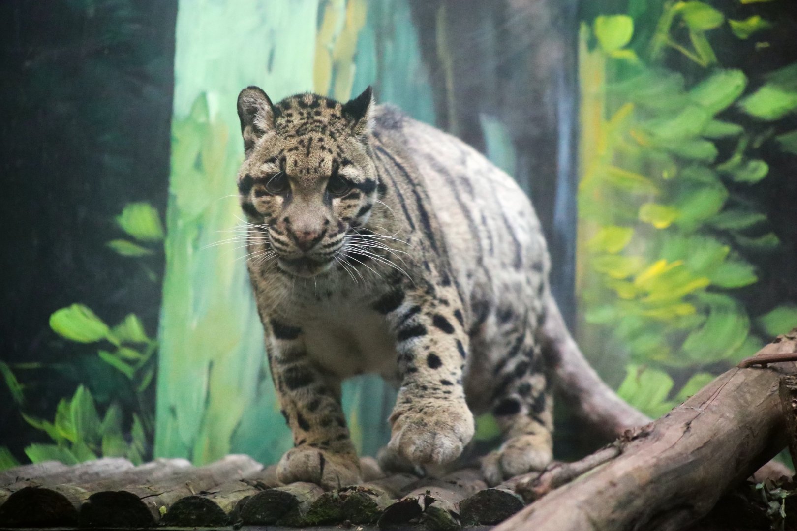 The Last Clouded Leopard