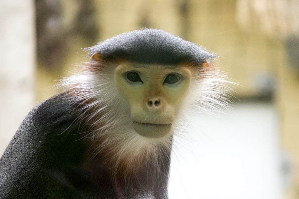 The last douc langur in Europe....