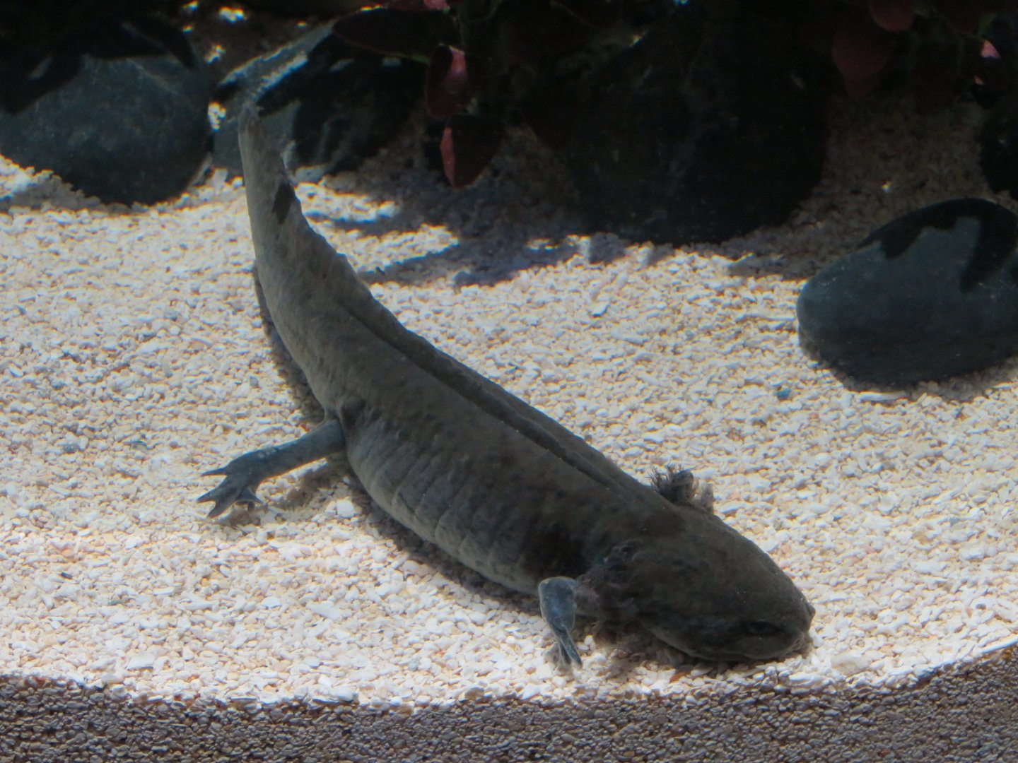 The Last Dragons Exhibits - Axolotl