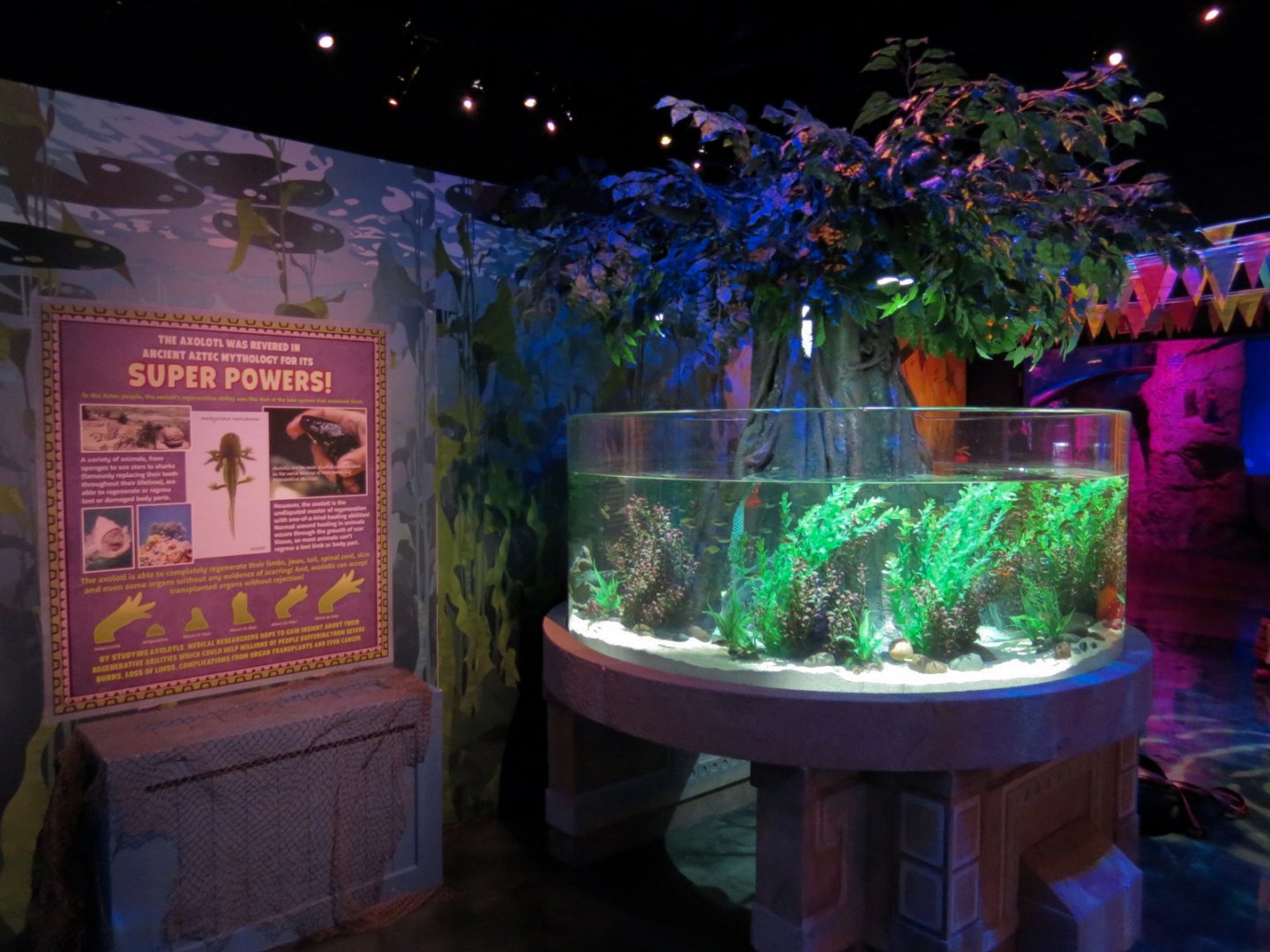 The Last Dragons Exhibits