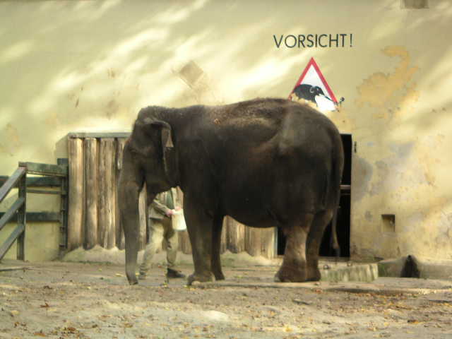 The last elephant at Gelsenkirchen