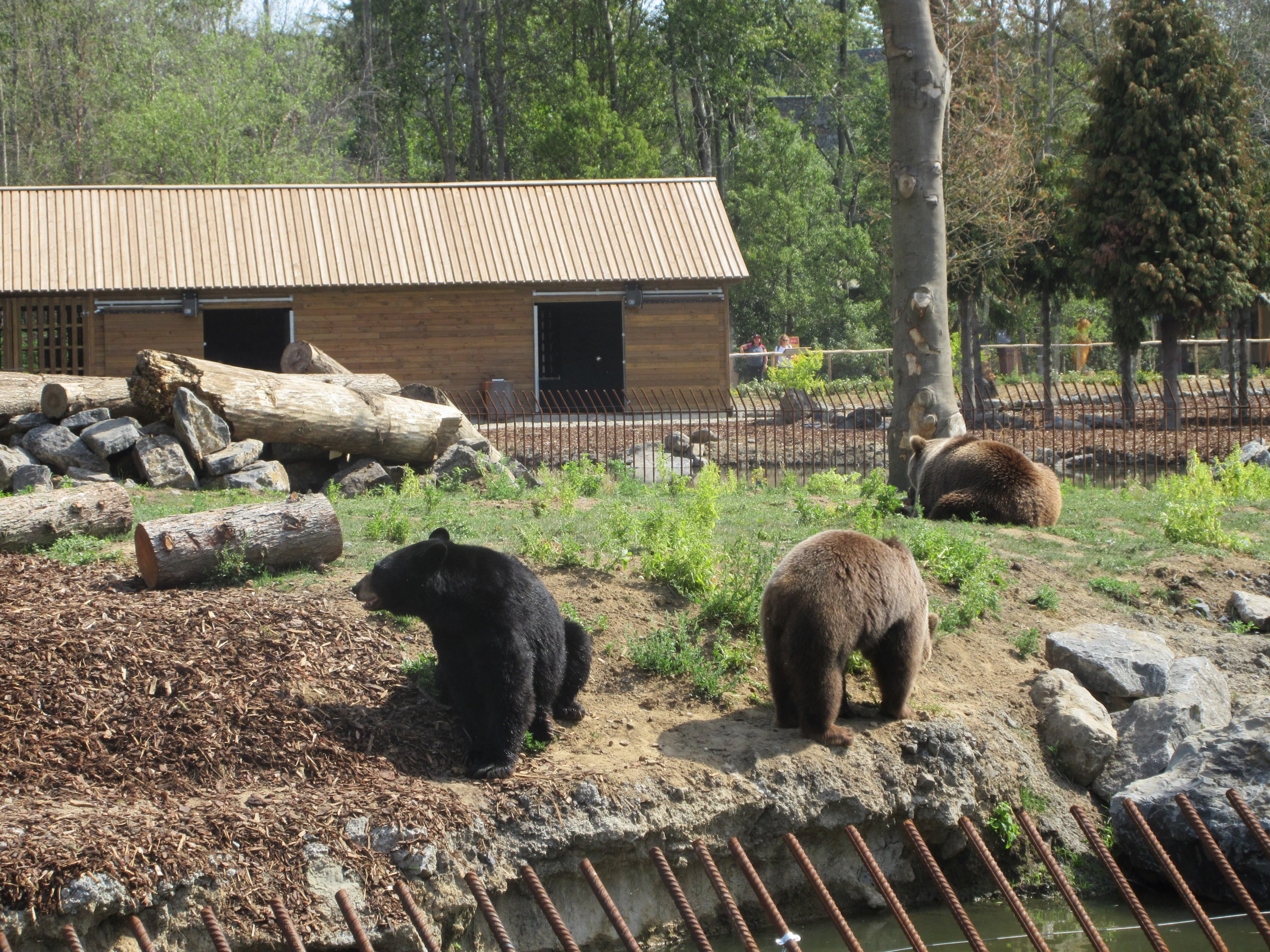 The Last Frontier - Eurasian Brown Bear/American Black Bear Exhibit