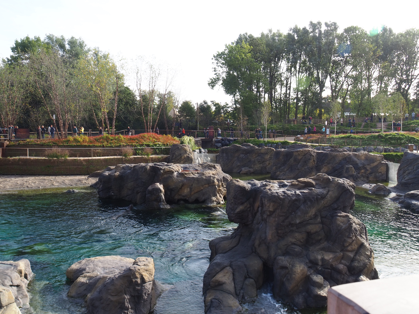 The Last Frontier - Steller's sea lion, 2019-10-04