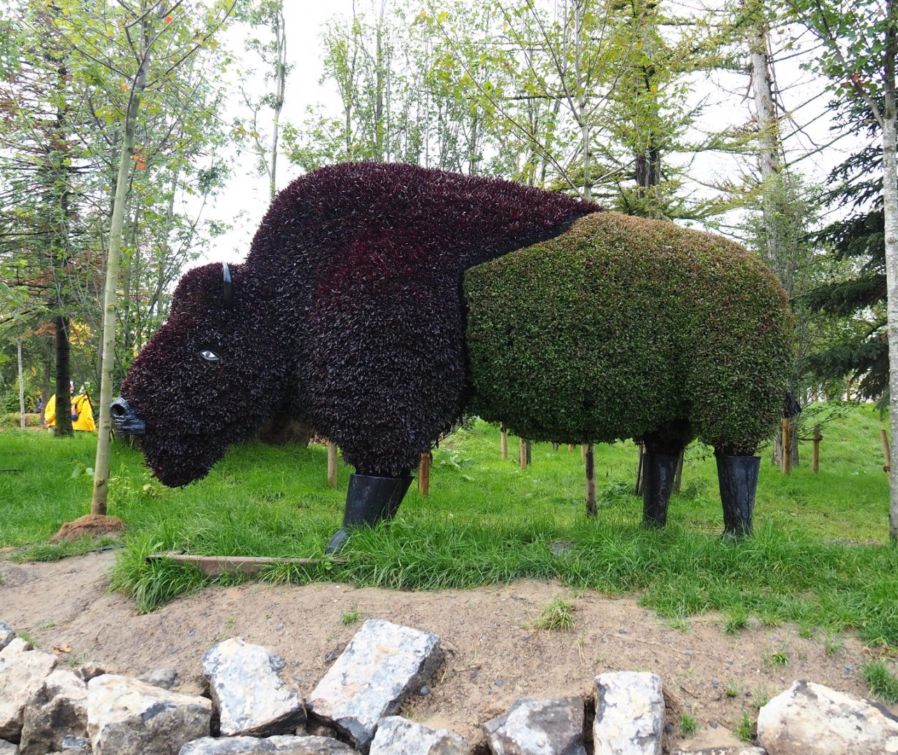 The Last Frontier theming - American plains bison topiary, 2019-10-04