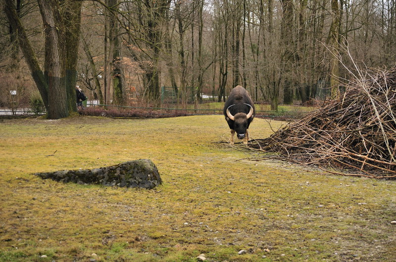 The last Gaur at munich