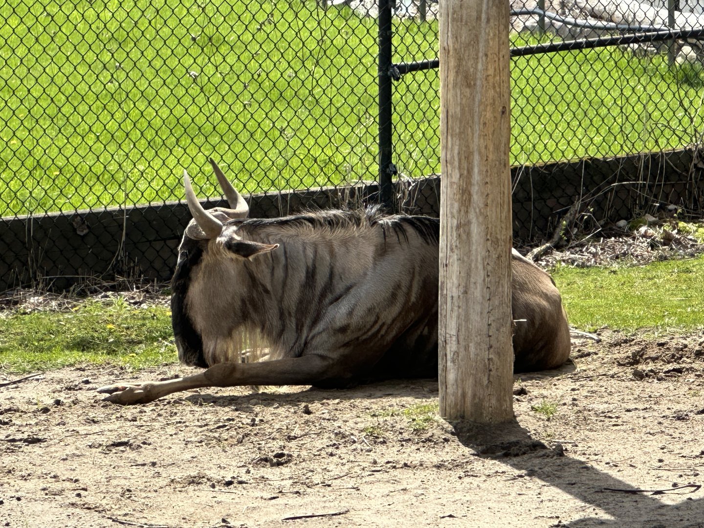 The Last Gnu in the Zoo