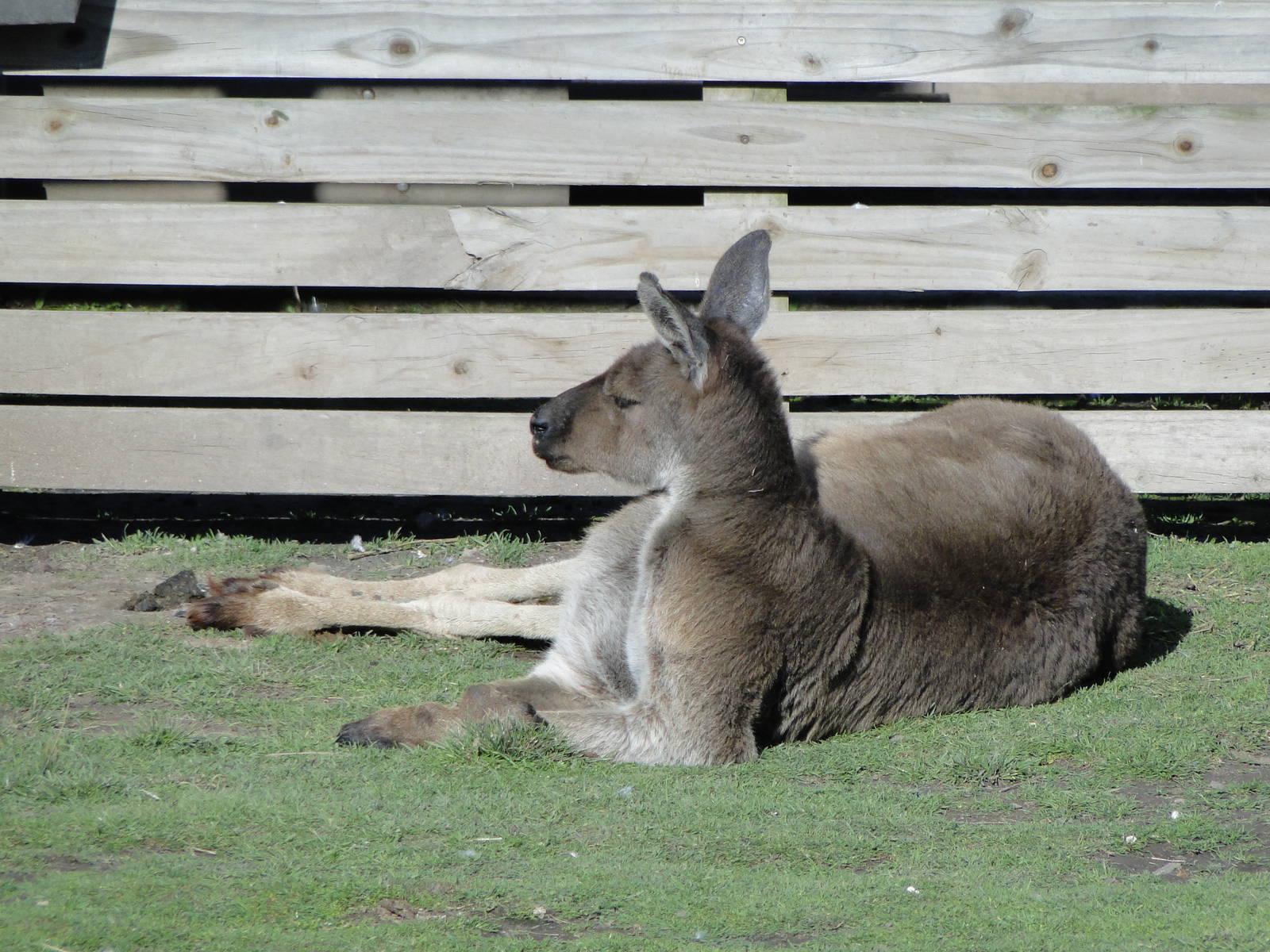 The last grey kangaroo