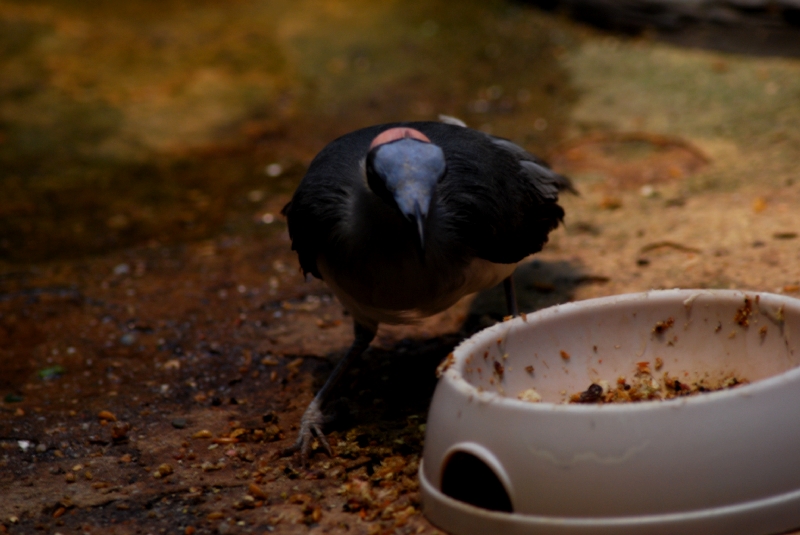 The last Grey-necked bald crow in captivity