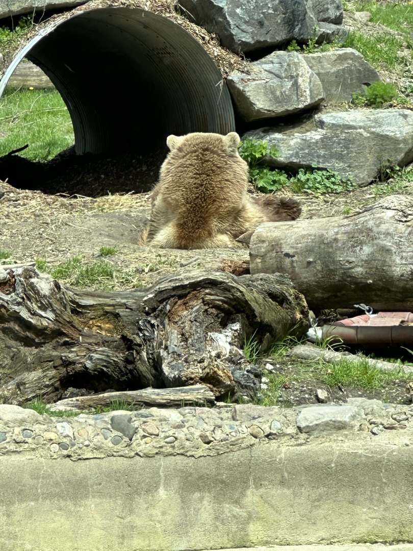 The last Grizzly Bear