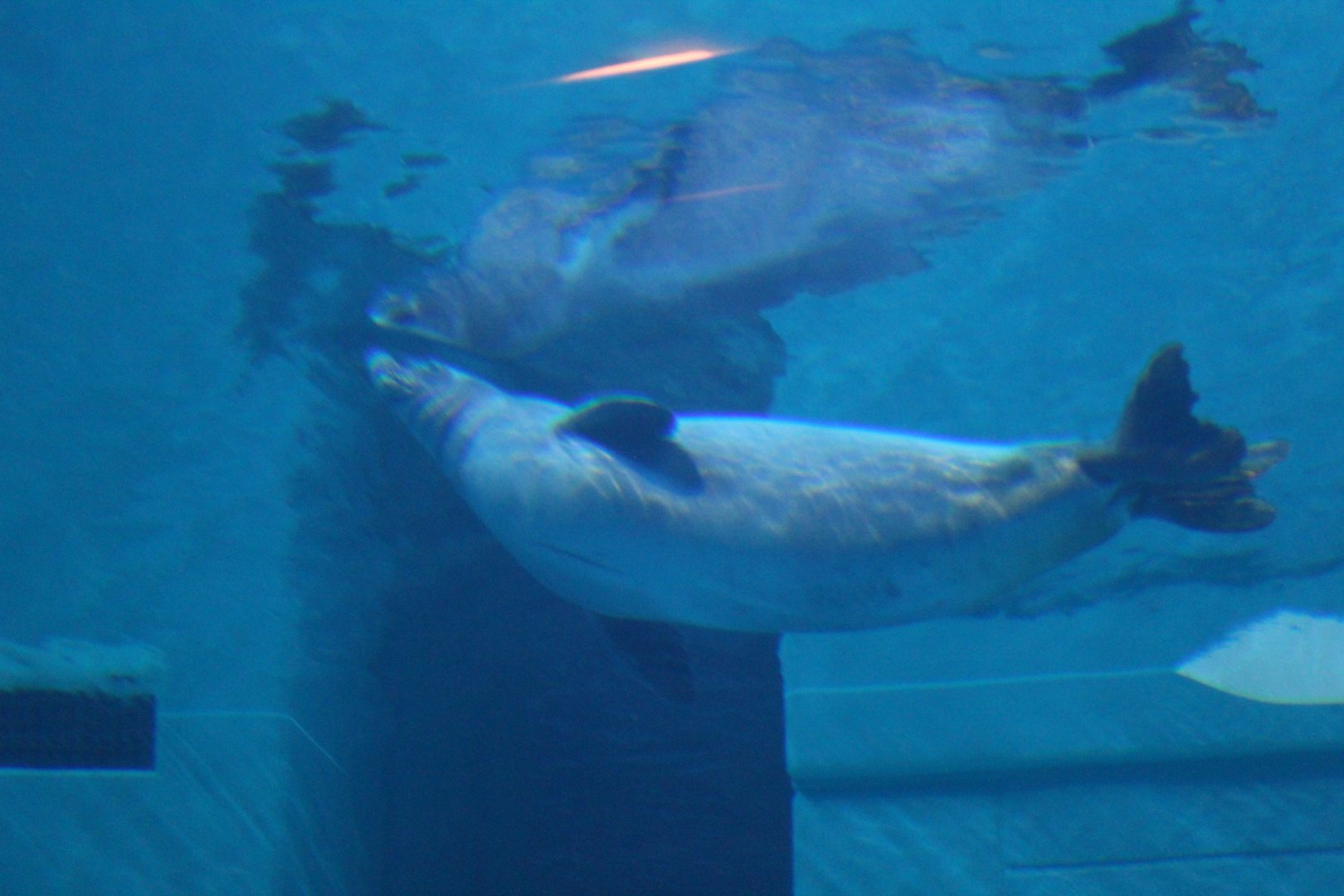 The Last Hawaiian Monk Seal