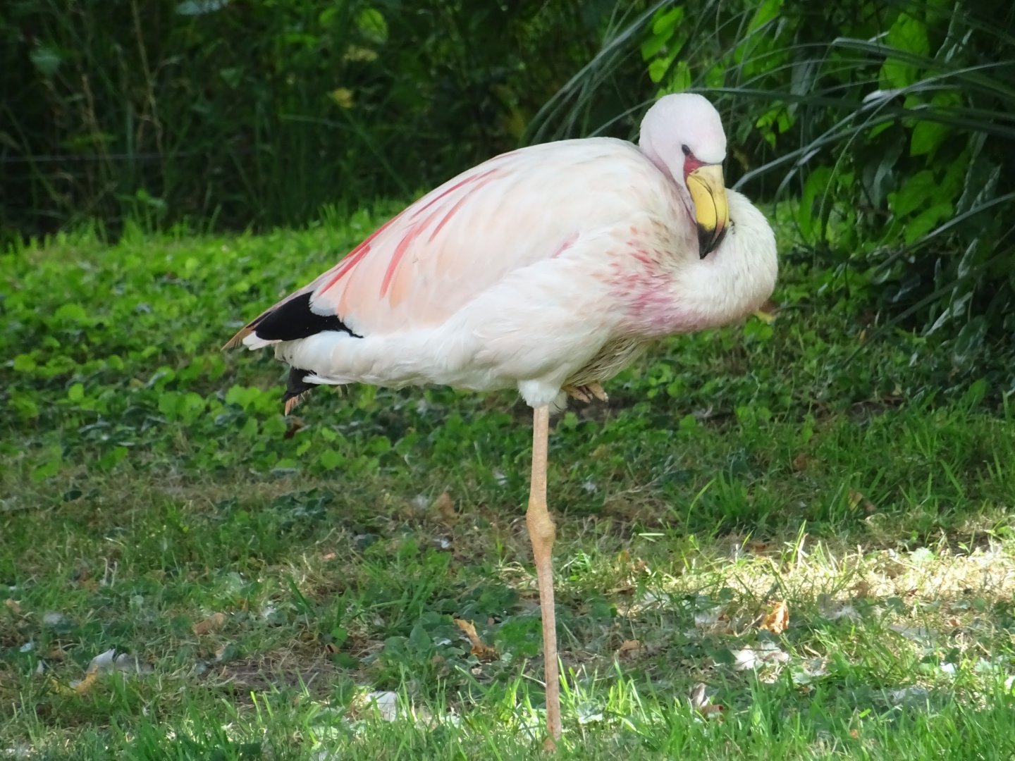 The last James' Flamingo (Phoenicoparrus jamesi)