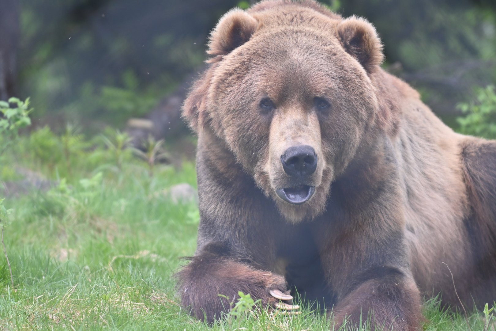 The last Kodiak bear in Europe, Takoka