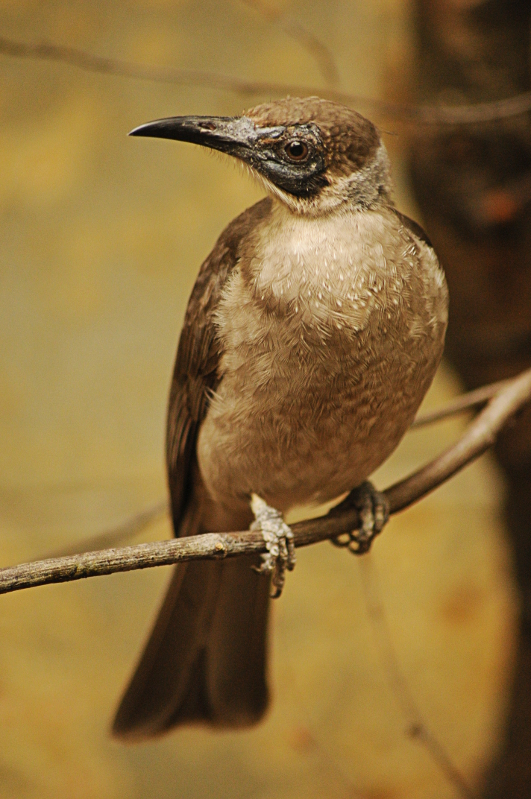 The last Little friarbird in an european zoo