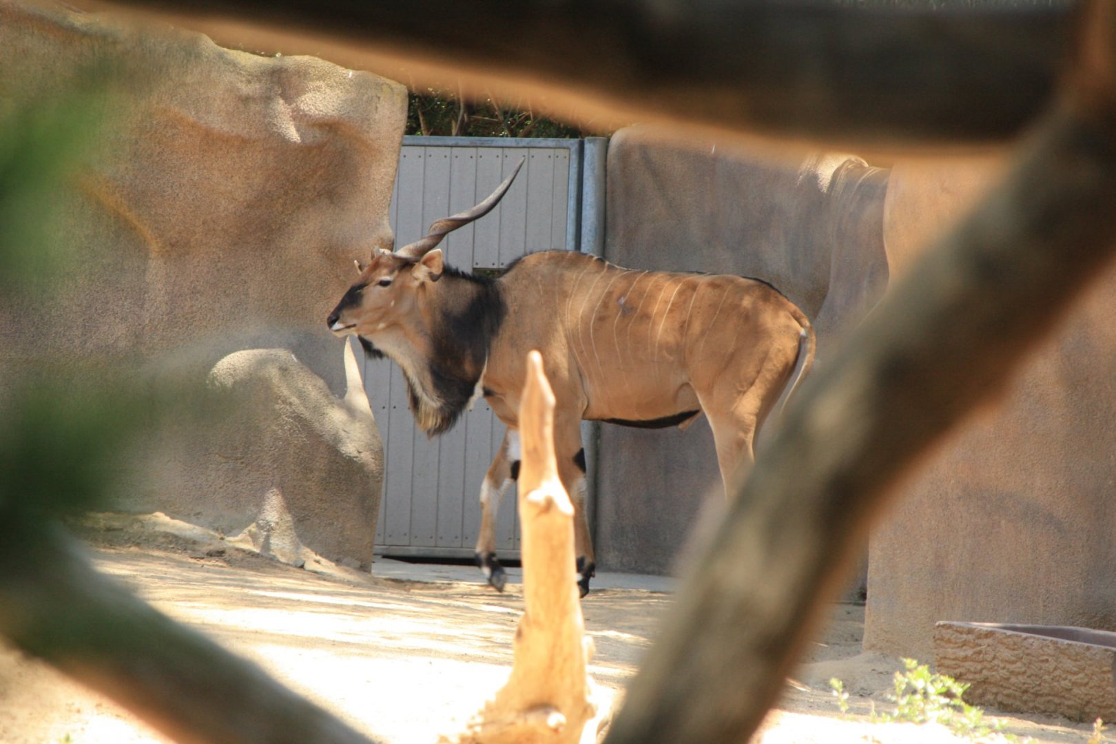 The Last Male Eastern Giant Eland