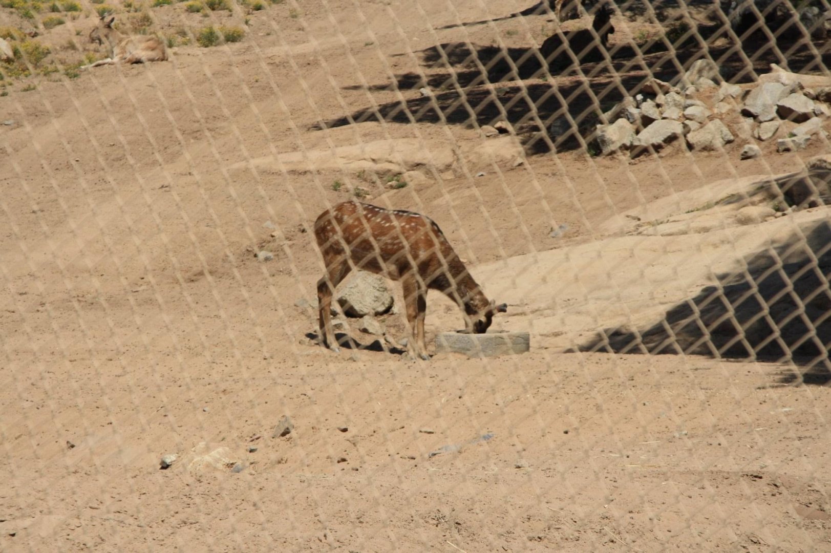 The Last Mandarin Sika