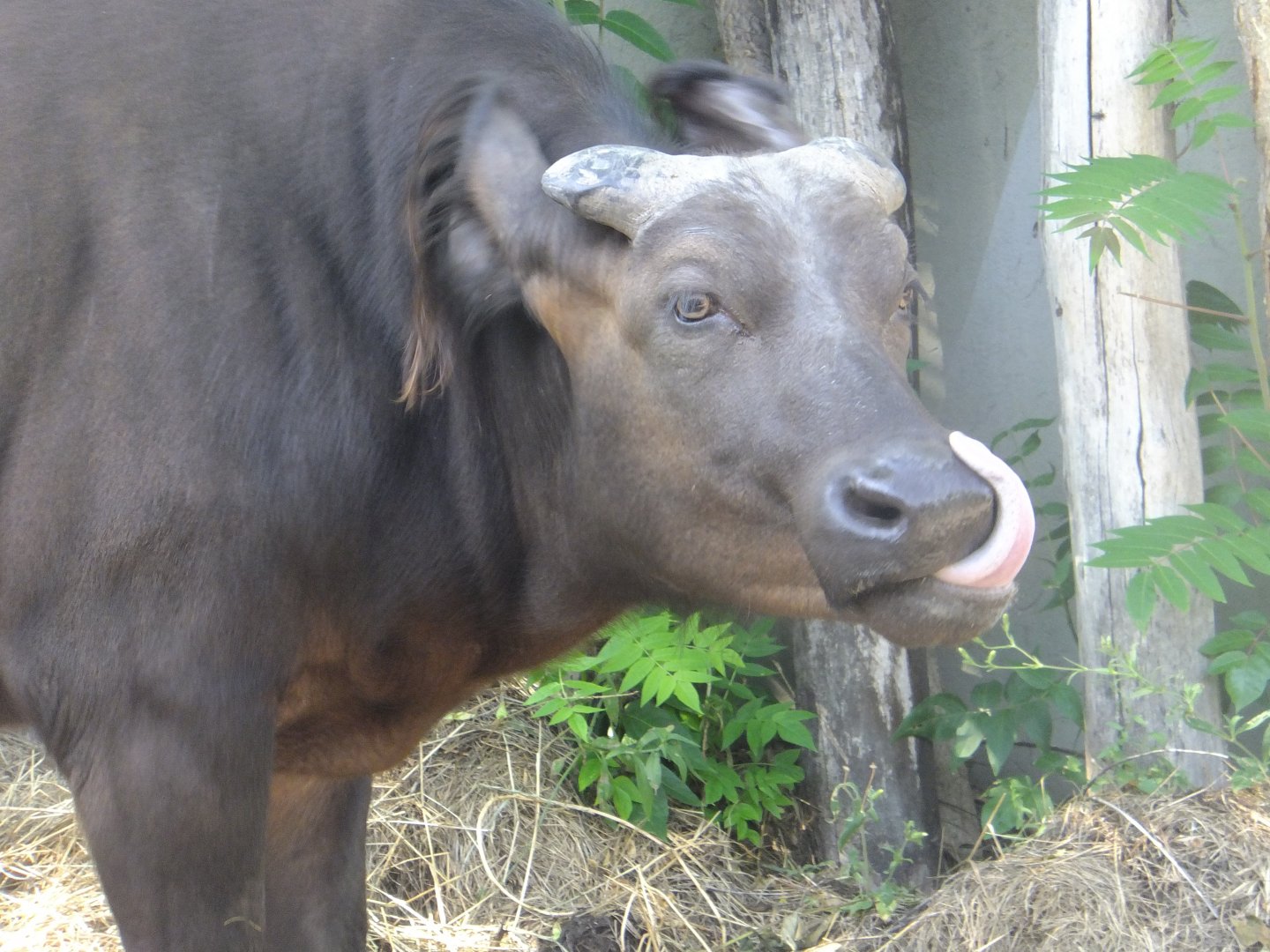 The last meal was so tasty... (Red buffalo)