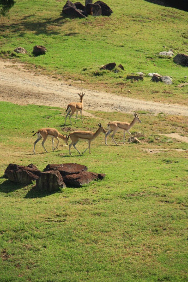 The Last Nubian Red-fronted Gazelles