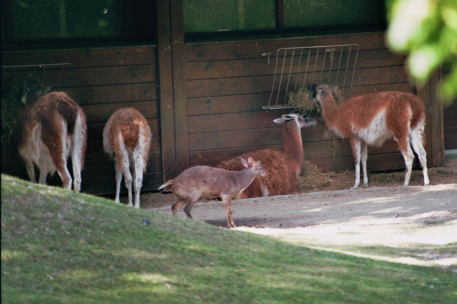 The last of his kind